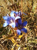 Gentiana Puberulenta Flower Seeds for Planting – Hardy Variety, Heirloom, Non-GMO