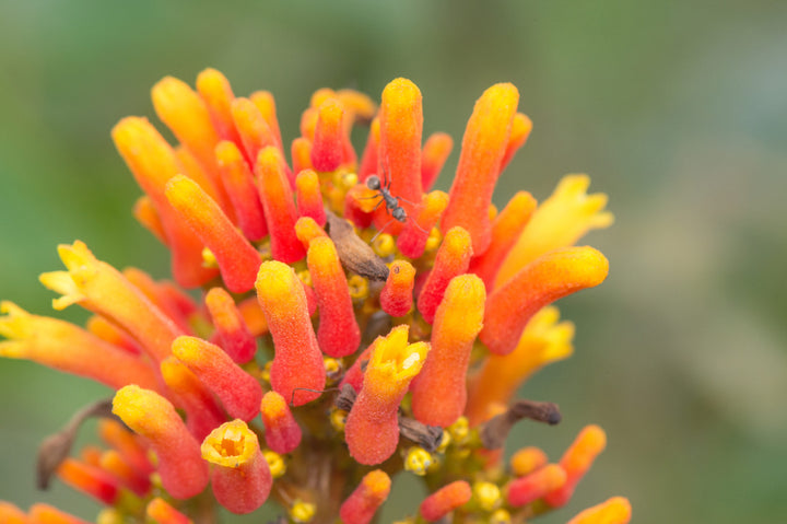 Orange Palicourea Flower Seeds for Planting – Heirloom, Non-GMO, Colorful Display, High Germination