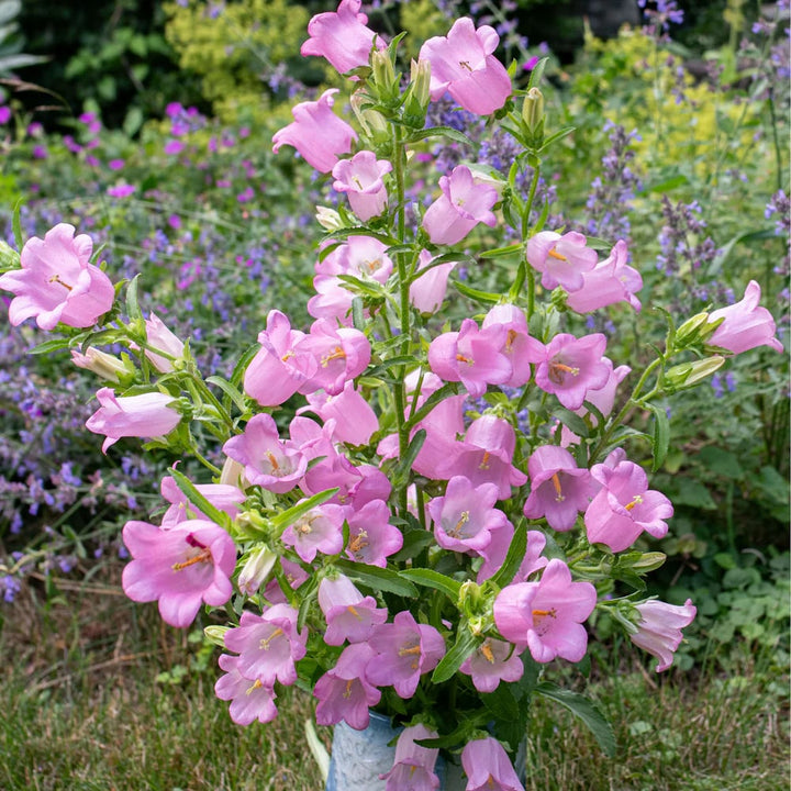 Light Pink Canterbury Bells Flower seeds for Planting – Hardy Variety, Heirloom & Non-GMO Seeds