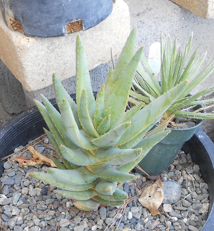 Green Aloe Dichotoma Herb Seeds for Planting – Heirloom, Non-GMO, Organic Garden Seeds with High Germination