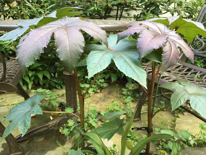 Castor Bean Seeds for Planting – Heirloom & Non-GMO Bold Ornamental Foliage Variety