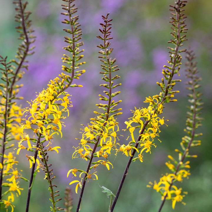 Flower Seeds, Seeds,Seeds For Planting,Plant Seeds