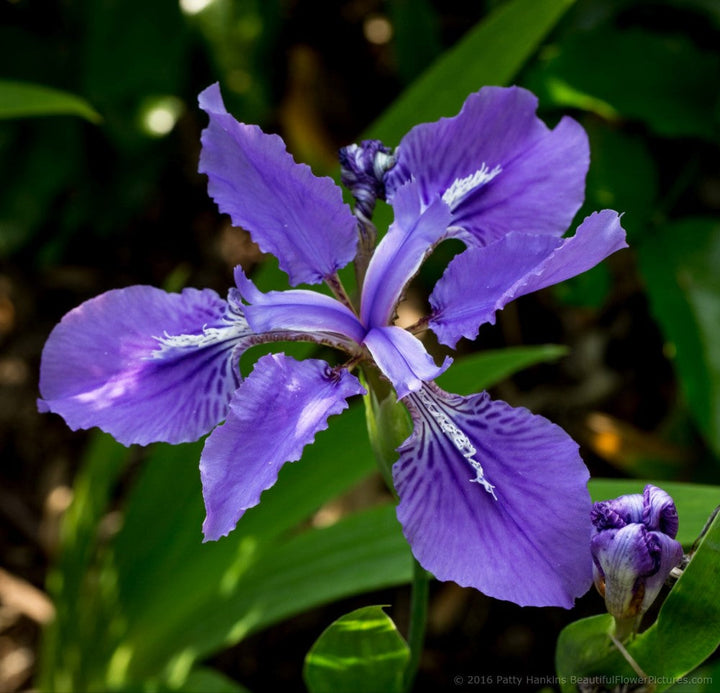 Flower Seeds, Seeds,Seeds For Planting,Plant Seeds