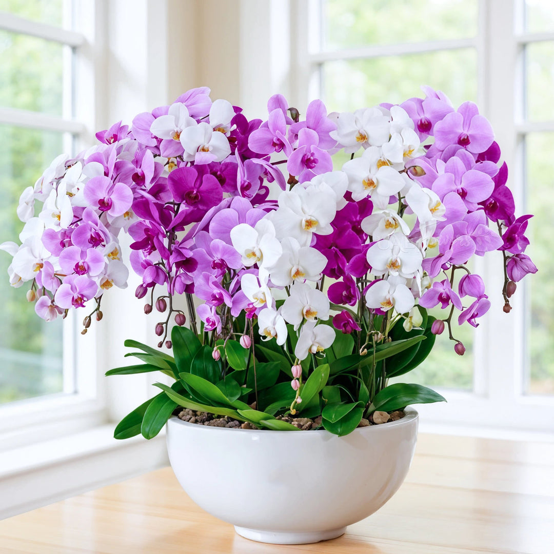 Mixed Phalaenopsis Flower Seeds for Planting – Easy to Grow, Heirloom, Non-GMO, High Germination Organic Garden Seeds