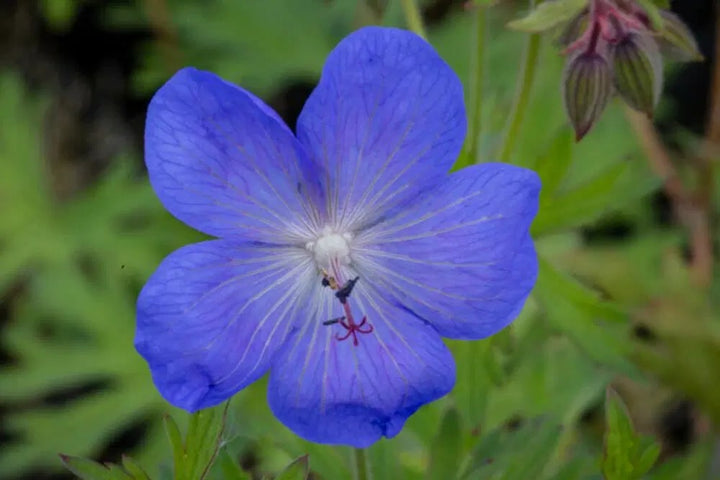 Dark Blue Geranium Flower Seeds for Planting – Heirloom, Non-GMO, High Germination Organic Garden Seeds