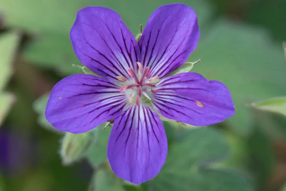 Geranium Purple Flower Seeds for Planting - 100 pcs - Seasonal Bloomer, Heirloom & GMO Free Seeds for Home Garden