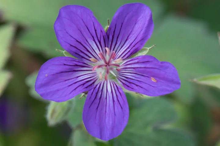 Geranium Purple Flower Seeds for Planting - 100 pcs - Seasonal Bloomer, Heirloom & GMO Free Seeds for Home Garden