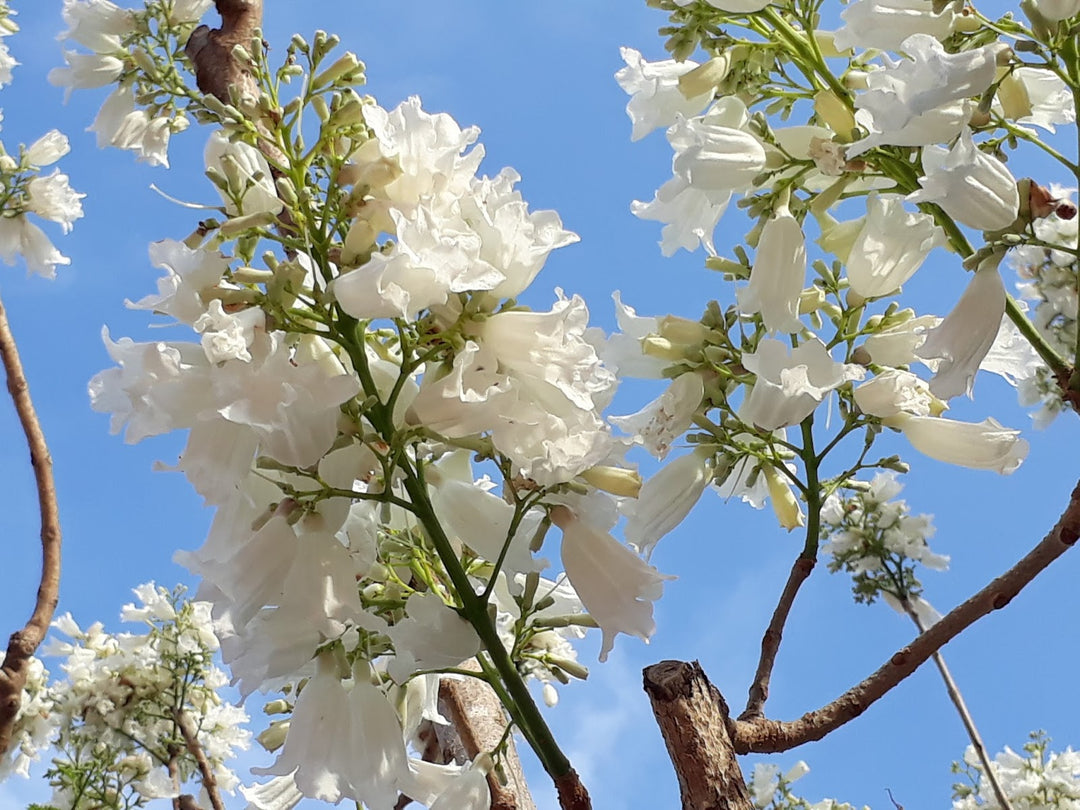 White Jacaranda Flower Seeds for Planting – Heirloom Non-GMO, High Germination Organic Garden Seeds