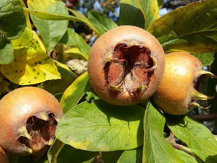 Mespilus Germanica Fruit Seeds for Planting – Heirloom, Non-GMO, Hardy Tart Fruit Tree Seeds