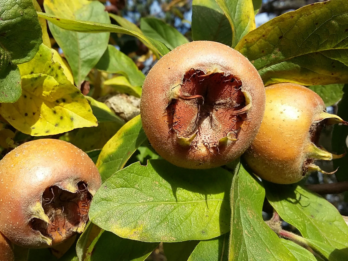 Mespilus Germanica Fruit Seeds for Planting – Heirloom, Non-GMO, Hardy Tart Fruit Tree Seeds