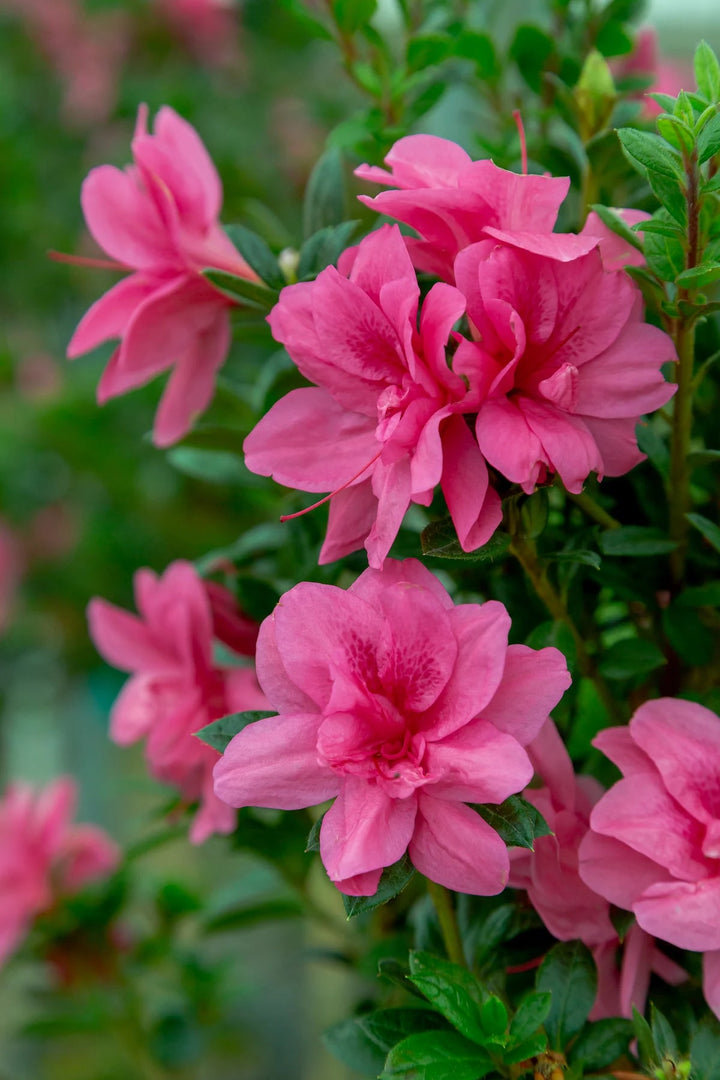 Azalea Flower Seeds Multi-Colored for Planting – Vibrant, Hardy Blooms ...