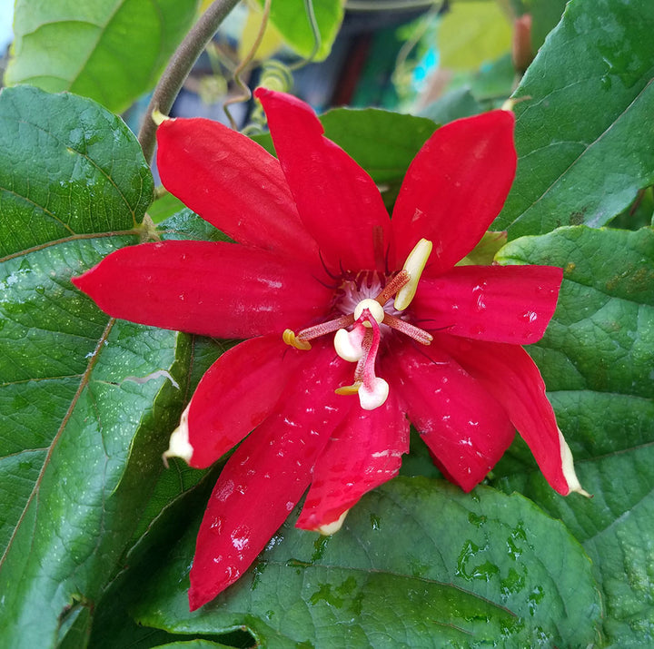 Red Crimson Flower Seeds for Planting – Heirloom Non-GMO, High Germination Organic Garden Seeds