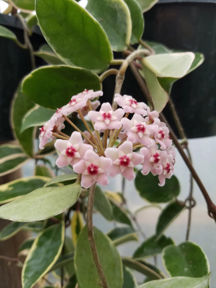 Cream Red Hoya Flower Seeds for Planting – Heirloom, Non-GMO, High Germination Organic Garden Seeds