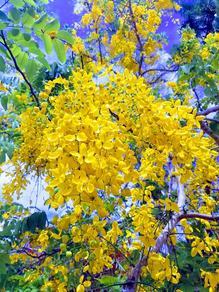 Light Yellow Crape Myrtle Tree Seeds for Planting – Fast-Growing Ornamental Flowering Tree
