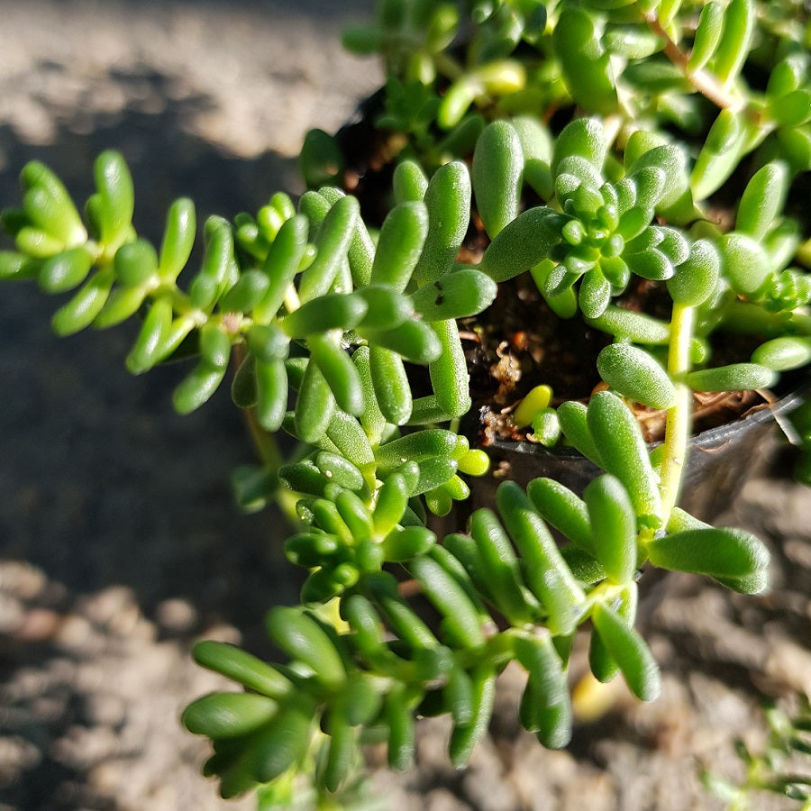 Flower Seeds, Seeds,Seeds For Planting,Plant Seeds