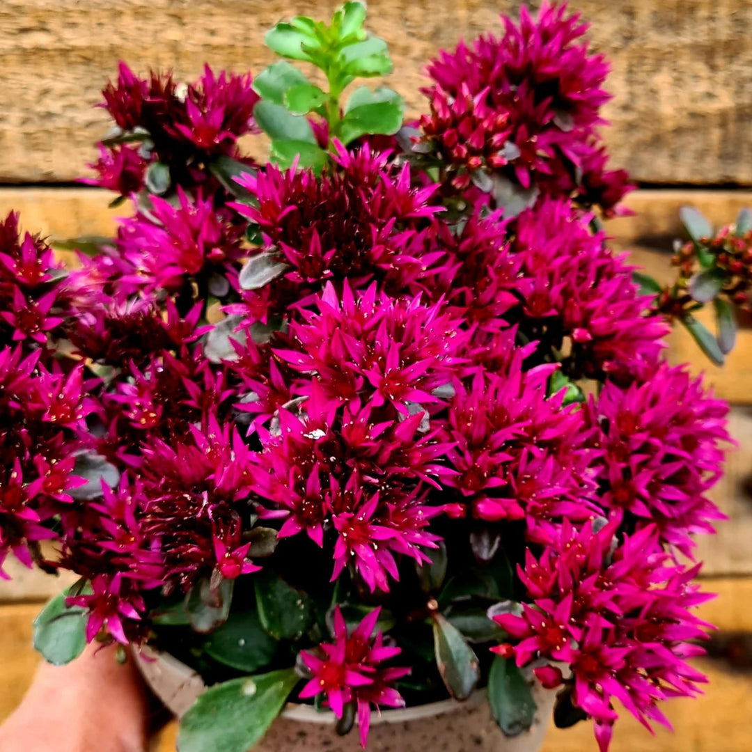Sedum Spurium Flower Seeds for Planting – Heirloom Non-GMO, High Germination Organic Garden Seeds