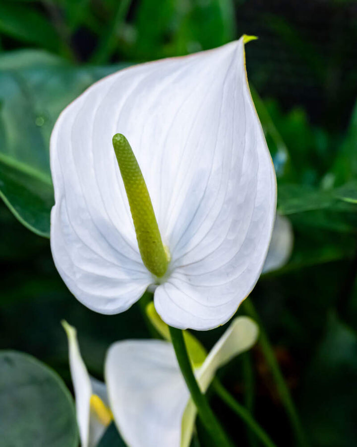 White Anthurium for Planting – Heirloom Non-GMO Seeds for Planting with High Germination