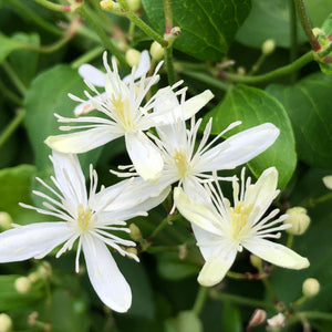 Flower Seeds, Seeds,Seeds For Planting,Plant Seeds