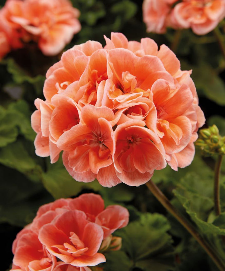 Light Orange Geranium Flower Seeds for Planting – Heirloom, Non-GMO, High Germination Organic Garden Seeds