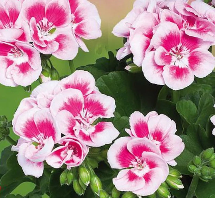 White Pink Pelargonium Flower Seeds for Planting – Heirloom, Non-GMO, High Germination Organic Garden Seeds