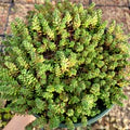 Green Sedum Album Flower Seeds for Planting – Heirloom, Non-GMO, High Germination Organic Garden Seeds