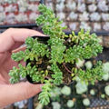 Green Sedum Album Flower Seeds for Planting – Heirloom, Non-GMO, High Germination Organic Garden Seeds