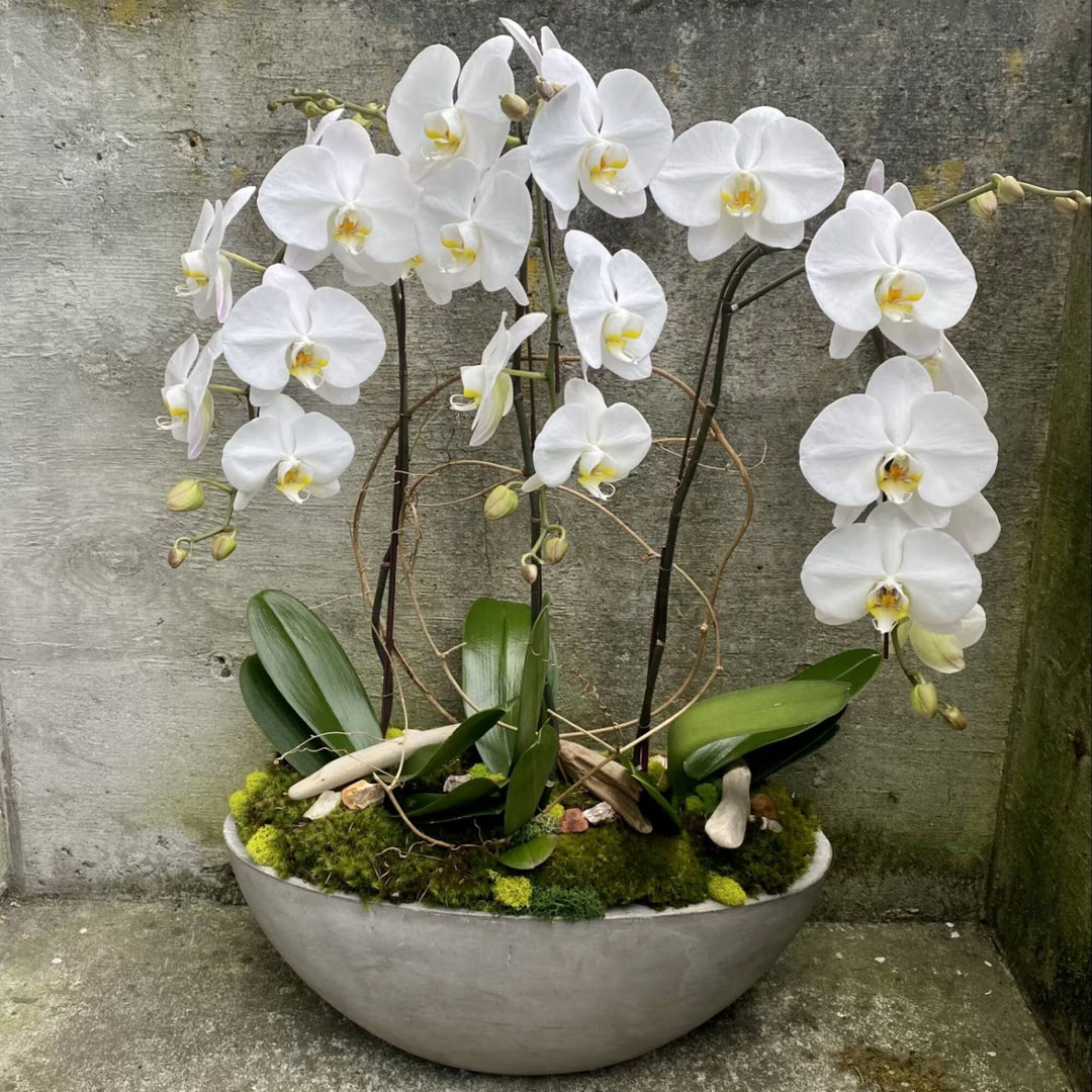 orchid flower seeds Phalaenopsis Orchid Flower Seeds for Planting – Seasonal Bloomer, Heirloom, Non-GMO Home Garden Seeds