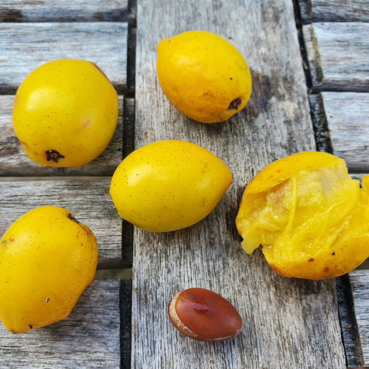 Argania fruit seeds for planting - Heirloom & Non-GMO Garden seeds, resilient trees with oil-rich nutritious fruits