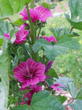 Casa Malva Flower Seeds for Planting – Heirloom, Non-GMO, High Germination Organic Garden Seeds