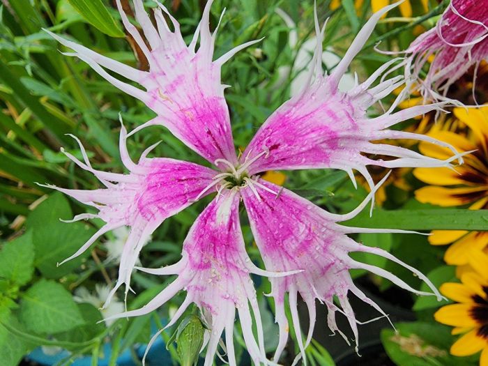 Dianthus Spooky Flower Seeds for Planting – Shade Tolerant, Heirloom, Non-GMO Organic Garden Seeds