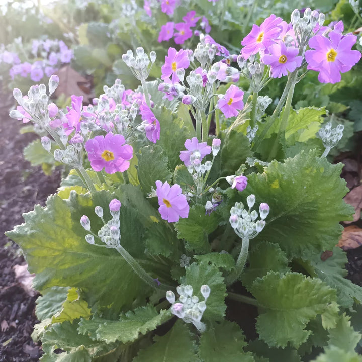 Lavender Primula Malacoides Flower Seeds for Planting – Heirloom, Non-GMO, High Germination, Premium Quality Garden Blooms