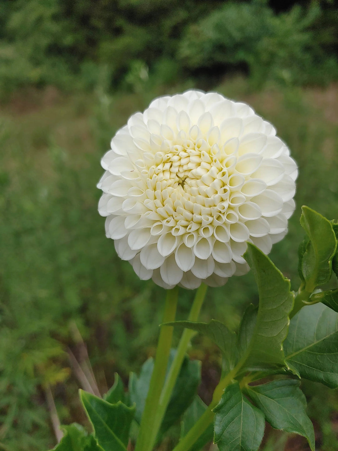 White Dahlia Flower Seeds for Planting – Heirloom, Non-GMO Wildflower Mix with High Germination