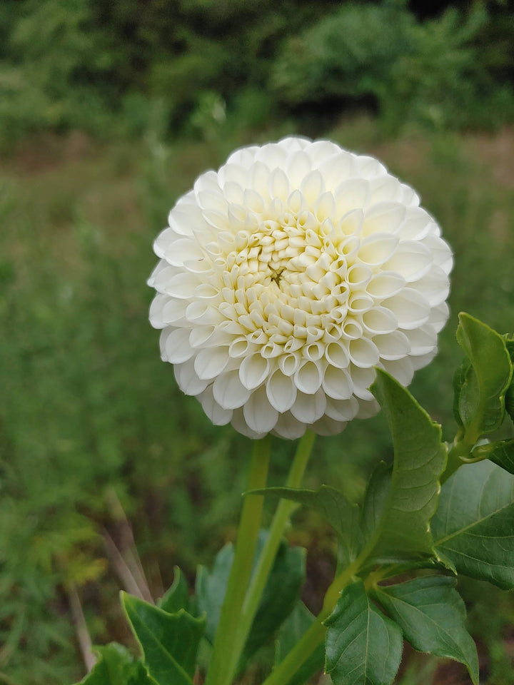 White Dahlia Flower Seeds for Planting – Heirloom, Non-GMO Wildflower Mix with High Germination