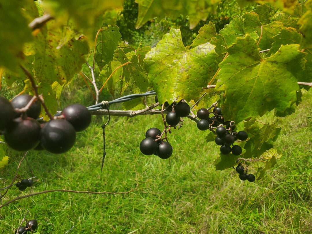 Black Muscadine Grape fruit seeds for planting - Heirloom & Non-GMO garden seeds for sweet vineyard vines
