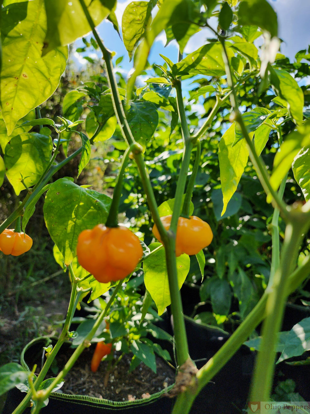 TFM Scotch Bonnet Pepper Seeds – Heirloom Non-GMO Hot Caribbean Chili Seeds for Planting, Organic Garden Seeds