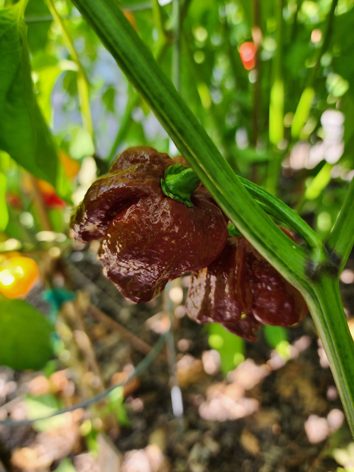 Chocolate Moruga Scorpion Pepper Seeds for Planting – Heirloom, Non-GMO, Extra Hot Pepper – High Germination
