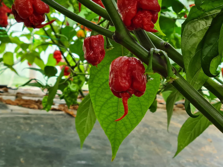 Carolina Reaper Chili Seeds for Planting – Heirloom & Non-GMO Garden Seeds