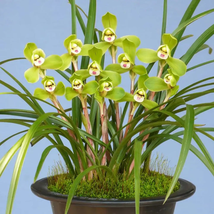 Lime Green Cymbidium Maxillaria Goeringii Seeds for Planting – Heirloom, Non-GMO, High Germination