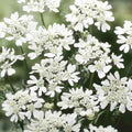 White Orlaya Flower Seeds for Planting – Heirloom, Non-GMO, High Germination Organic Garden Seeds