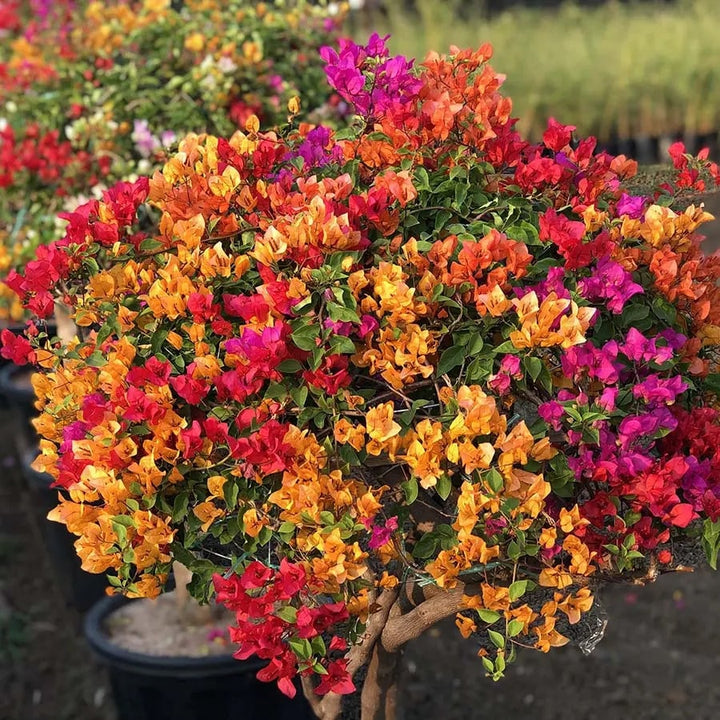Bougainvillea Flower Seeds for Planting – Heirloom & GMO Free Seeds for Garden