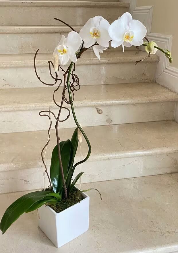 White Phalaenopsis Orchids Seeds Flower Seeds for Planting – Heirloom, Non-GMO, High Germination
