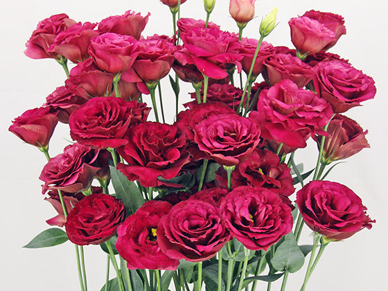 Lisianthus Red Flower Seeds for Planting – Heirloom Non-GMO, High Germination Organic Garden Seeds