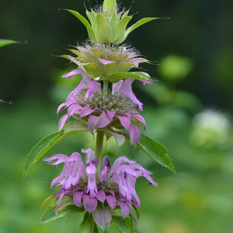 Flower Seeds, Seeds,Seeds For Planting,Plant Seeds