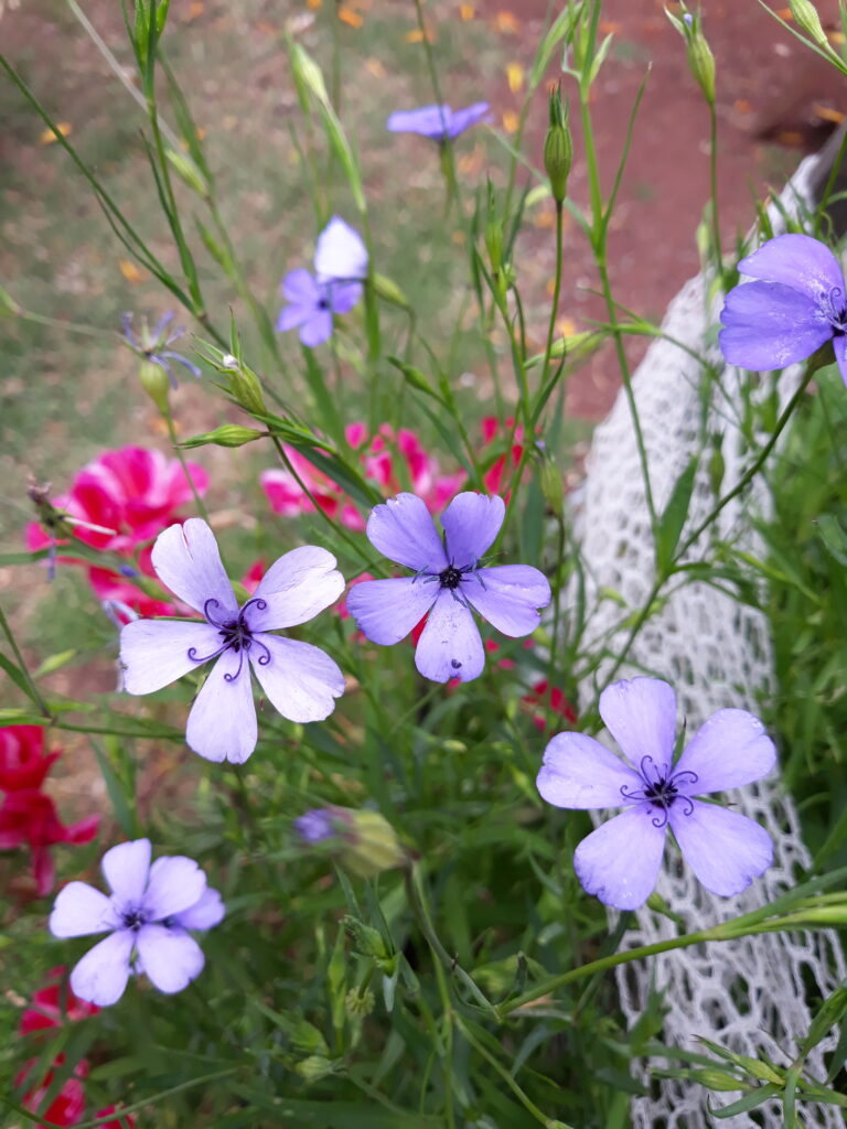 Blue Oculata Flower Seeds for Planting – Heirloom Non-GMO, High Germination Organic Garden Seeds