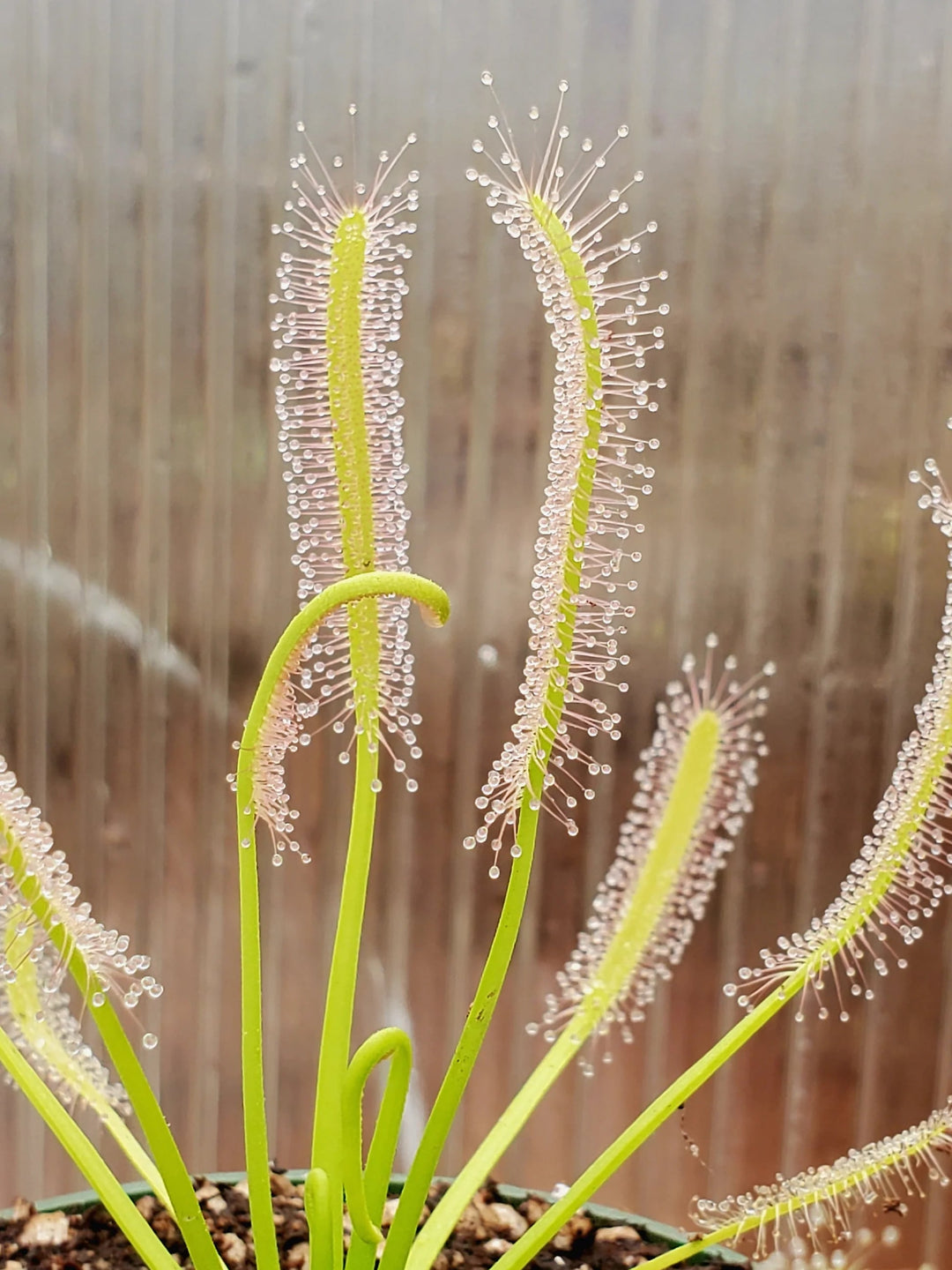 Light Green Sundew Seeds for Planting – Heirloom, Non-GMO, High Germination Organic Garden Seeds