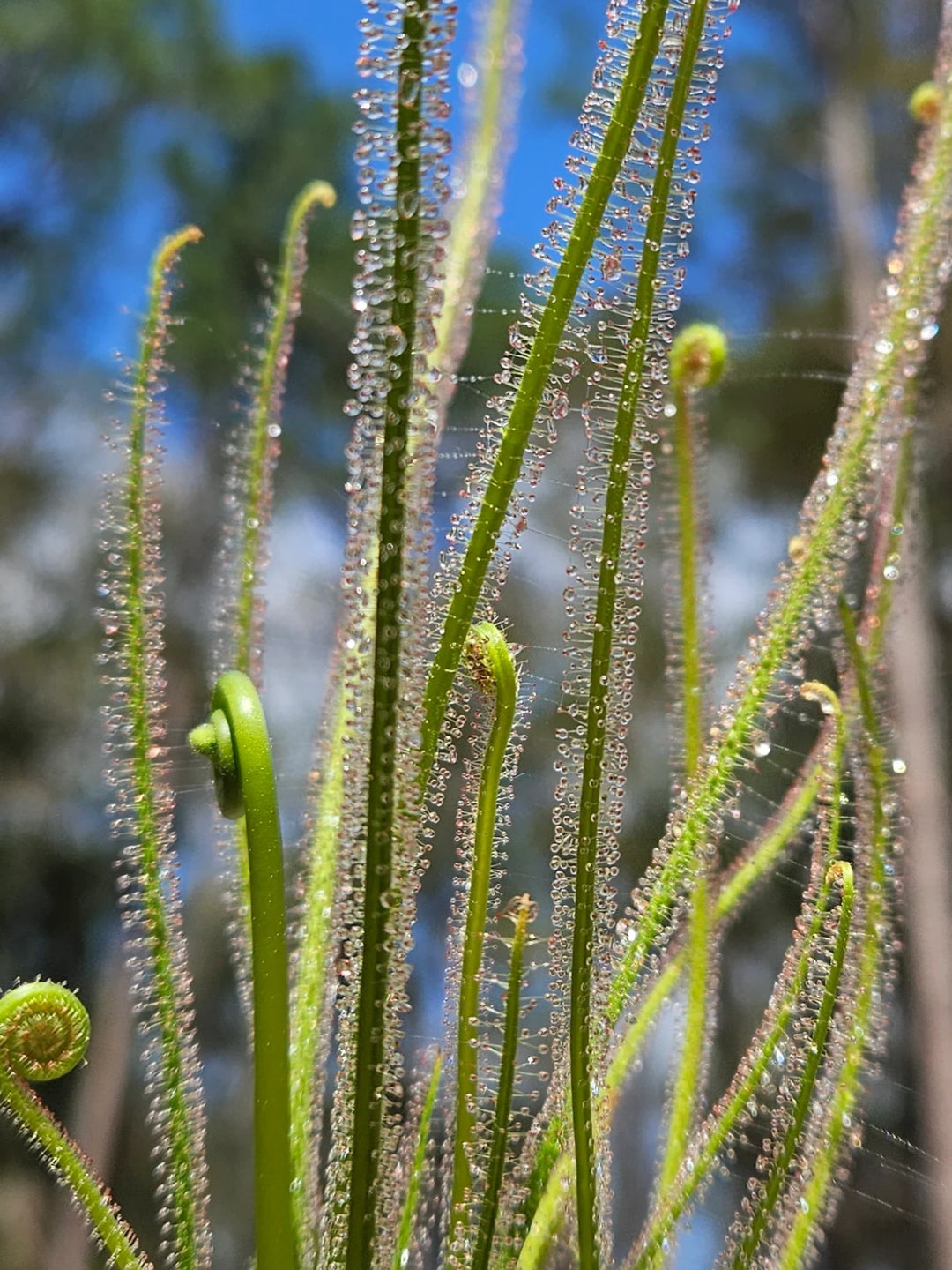 Light Green Sundew Flower Seeds for Planting – Heirloom Variety, Non-GMO, High Germination