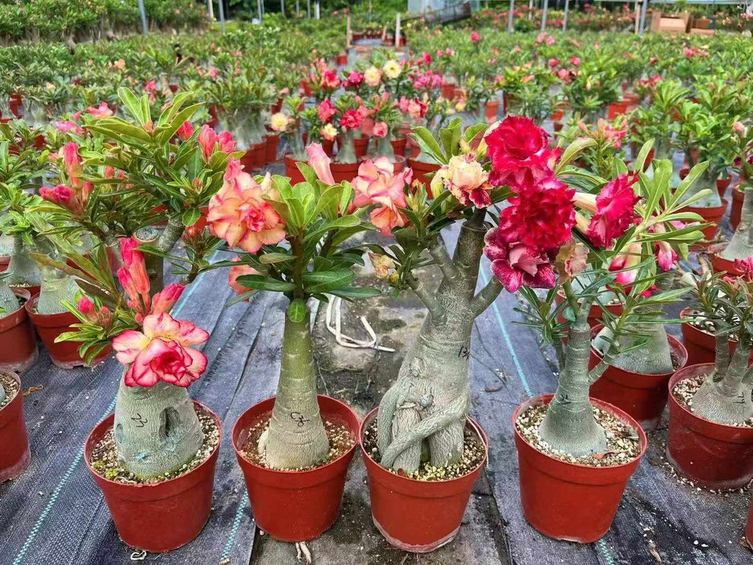 Mixed Adenium Flower Seeds for Planting – Heirloom, Non-GMO, High Germination Organic Garden Seeds