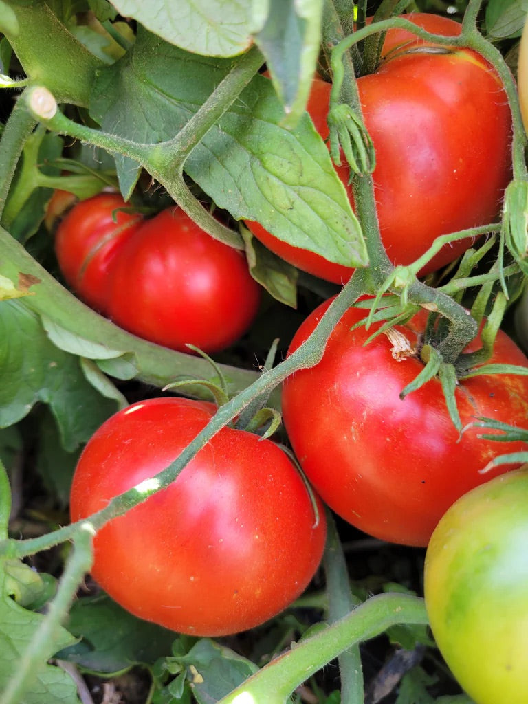 Cosmonaut Volkov Tomato Seeds for Planting – Heirloom, Non-GMO, Juicy Red Vegetable