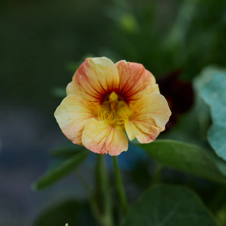 Light Yellow Nasturtium Flower Seeds – Heirloom, Non-GMO, High Germination Organic Garden Seeds for Planting