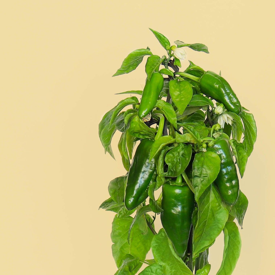 Green de Padron Vegetable Seeds for Planting – Heirloom & Non-GMO Garden Seeds